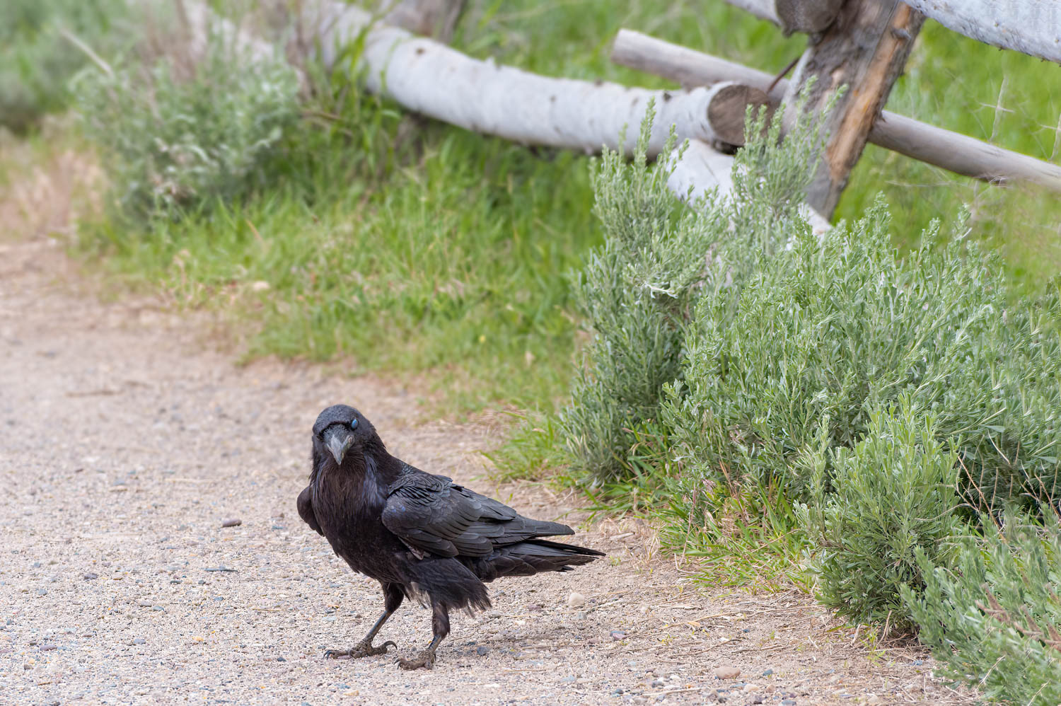 Common Raven