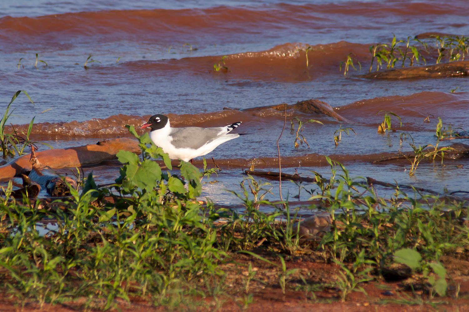 Franklin's Gull