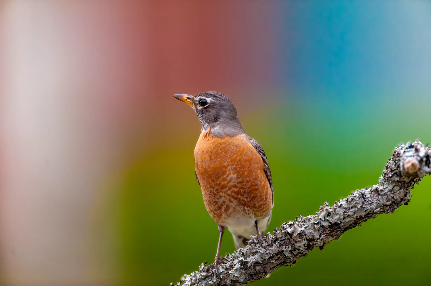 American Robin  Oklahoma Department of Wildlife Conservation