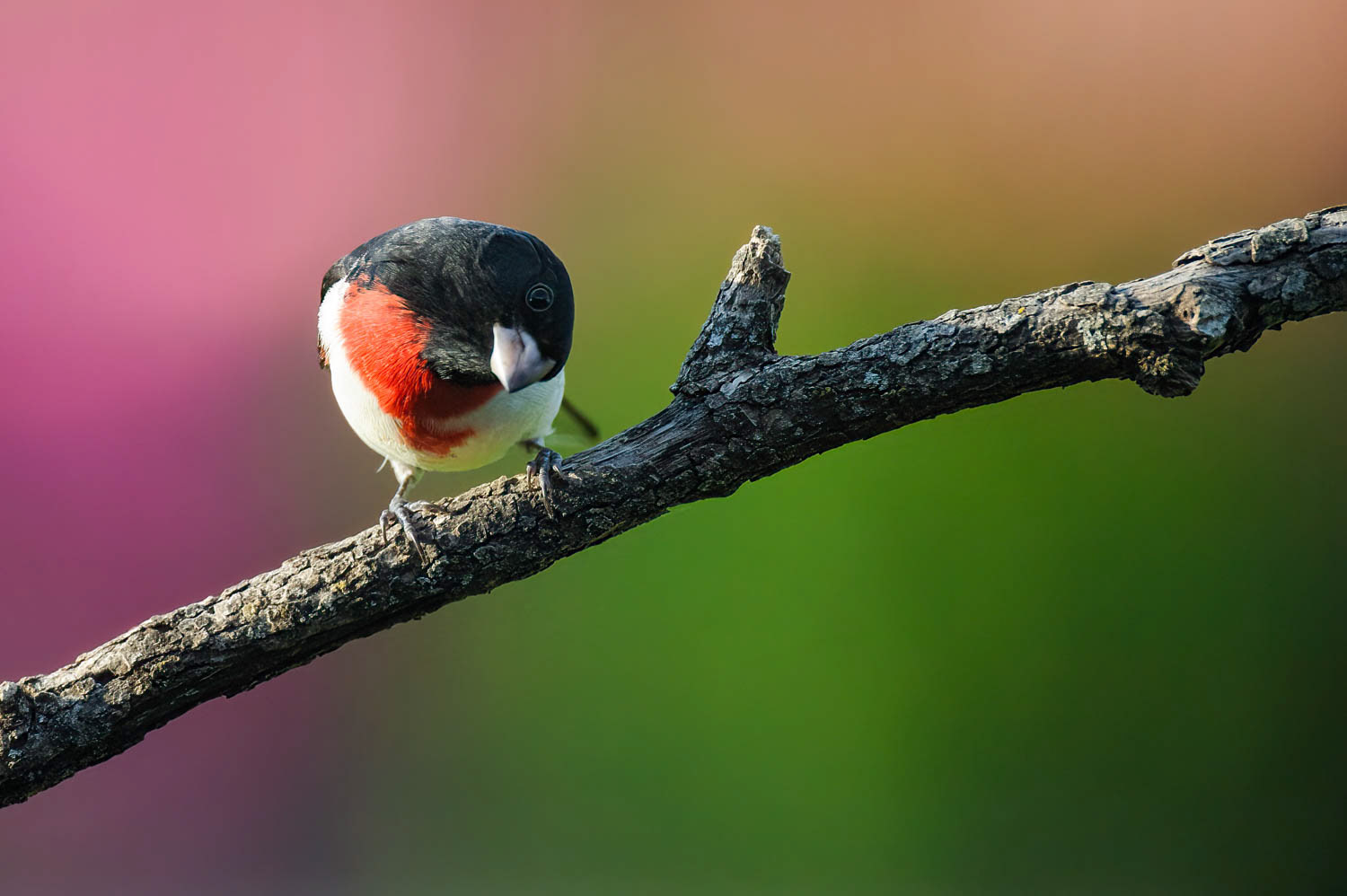 Rose-breasted Grosbeak-Male