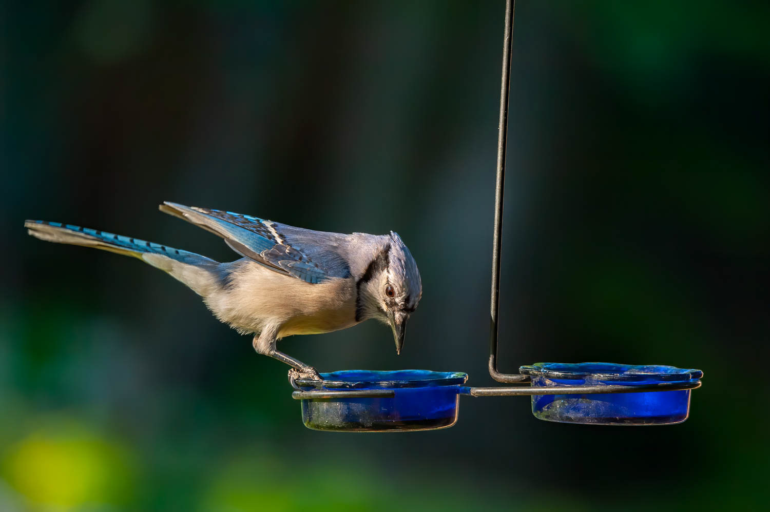 Bluejay
