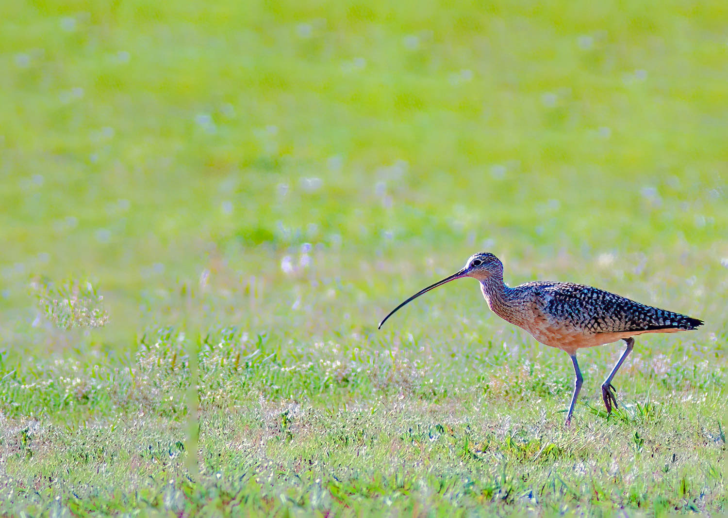Long-billed Curlew