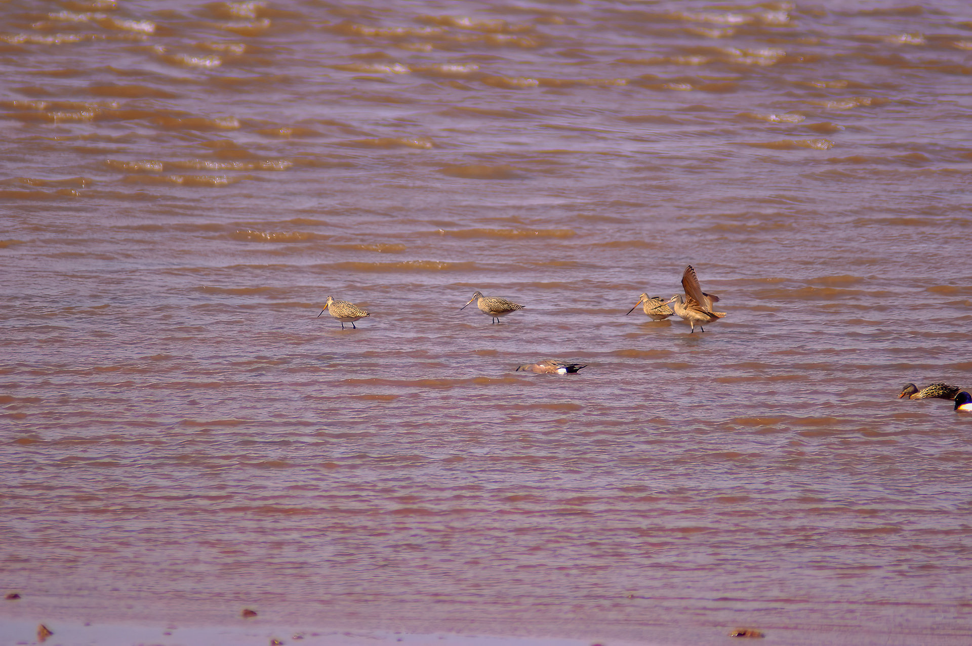 Marbled Godwit (Limosa fedoa)