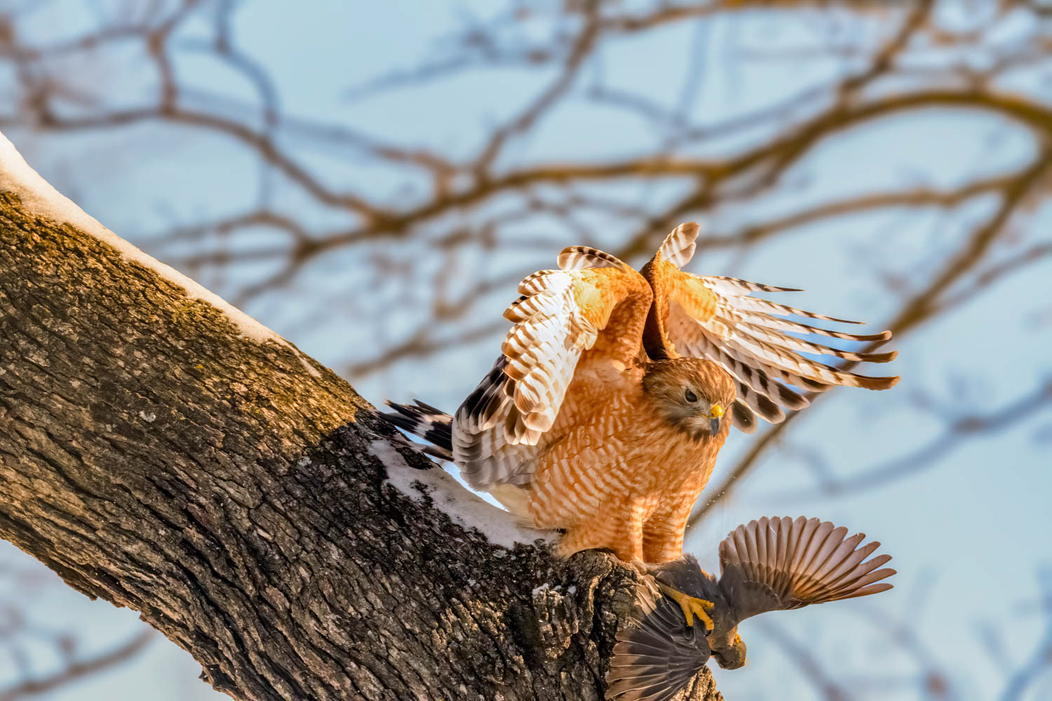 Red-shouldered Hawk
