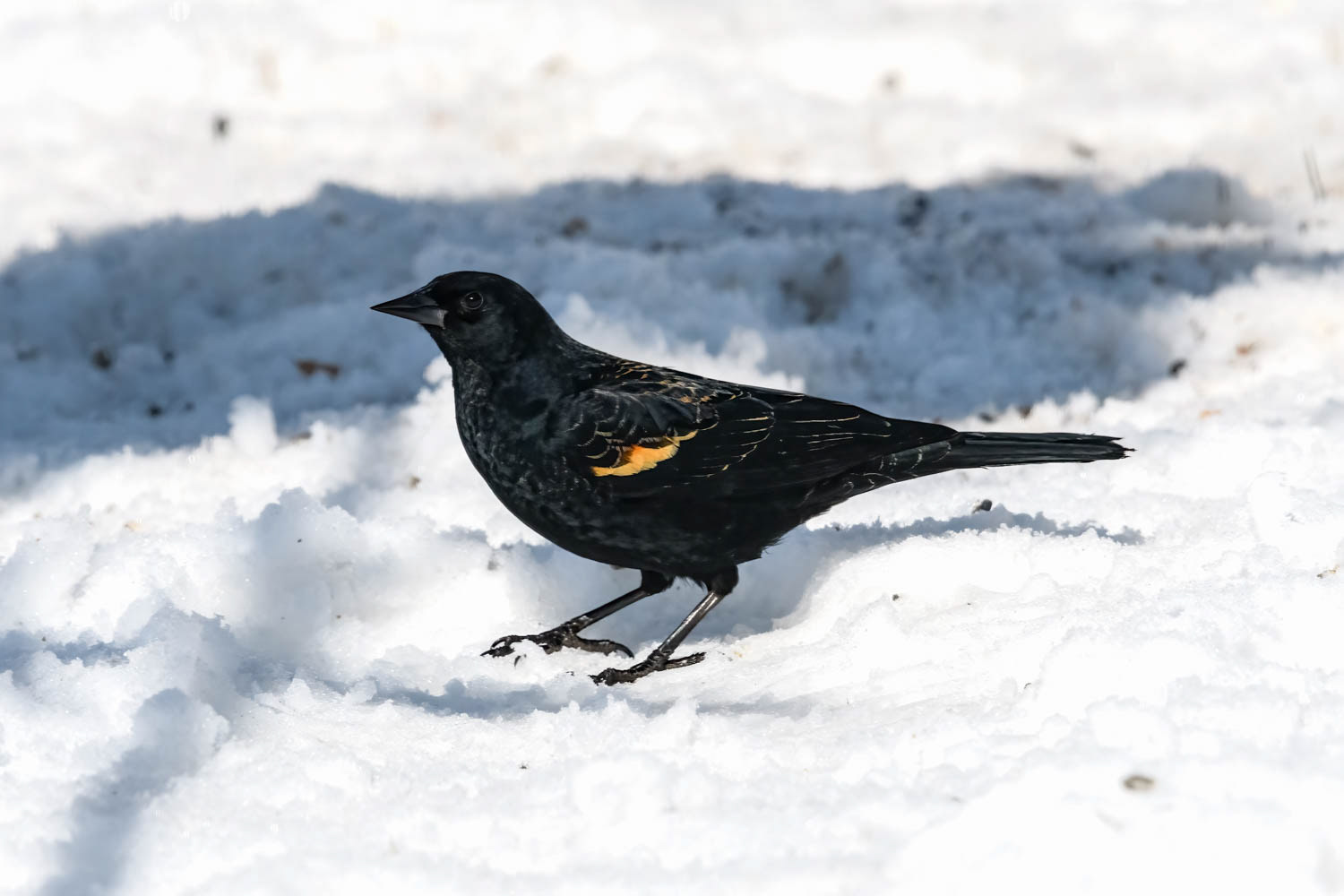Red-winged Blackbird - Male