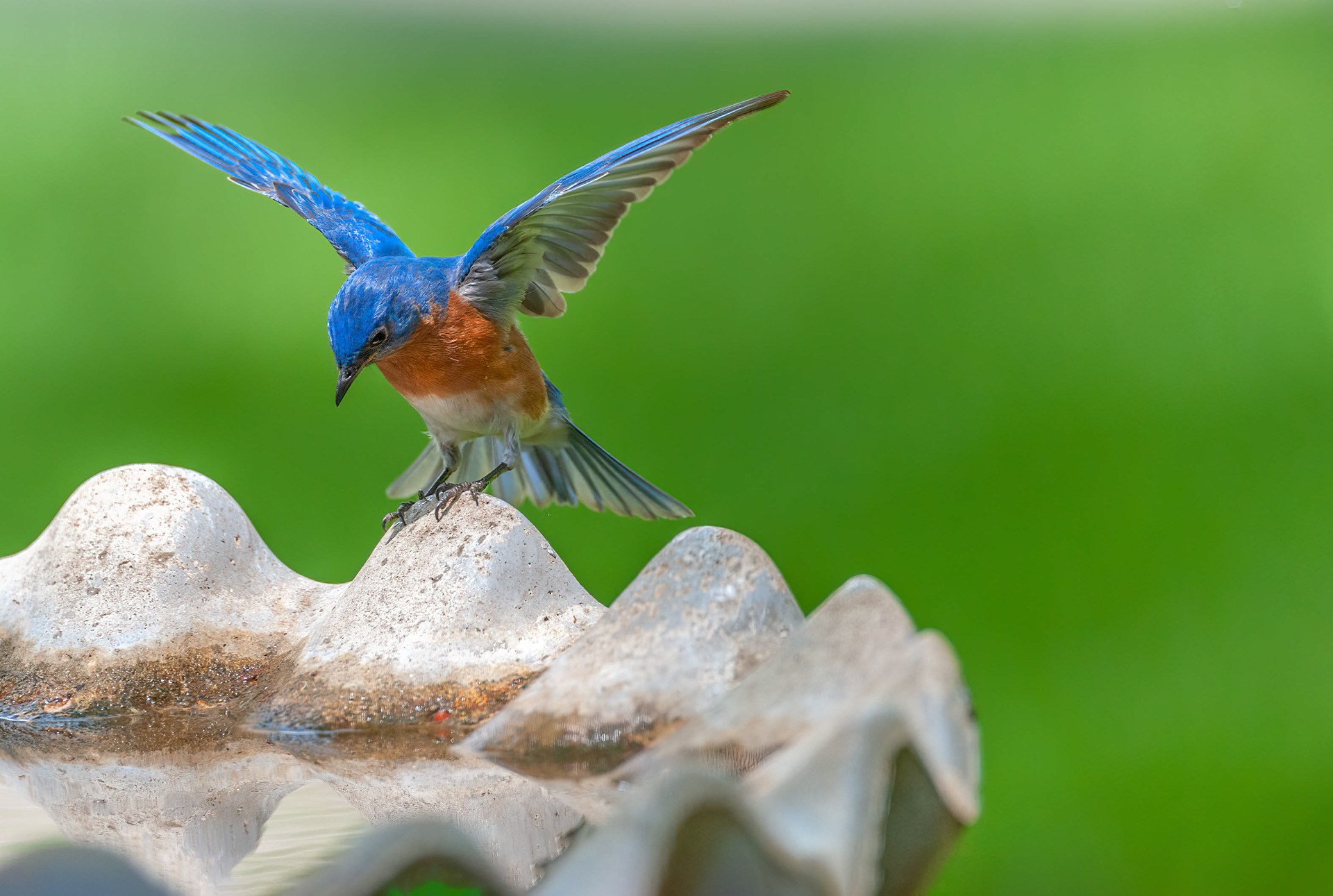 Eastern Bluebird-Male