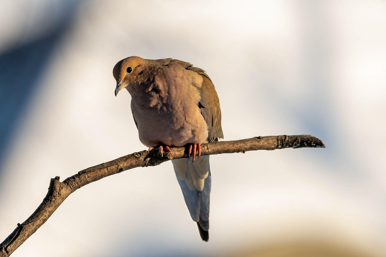 Mourning Dove