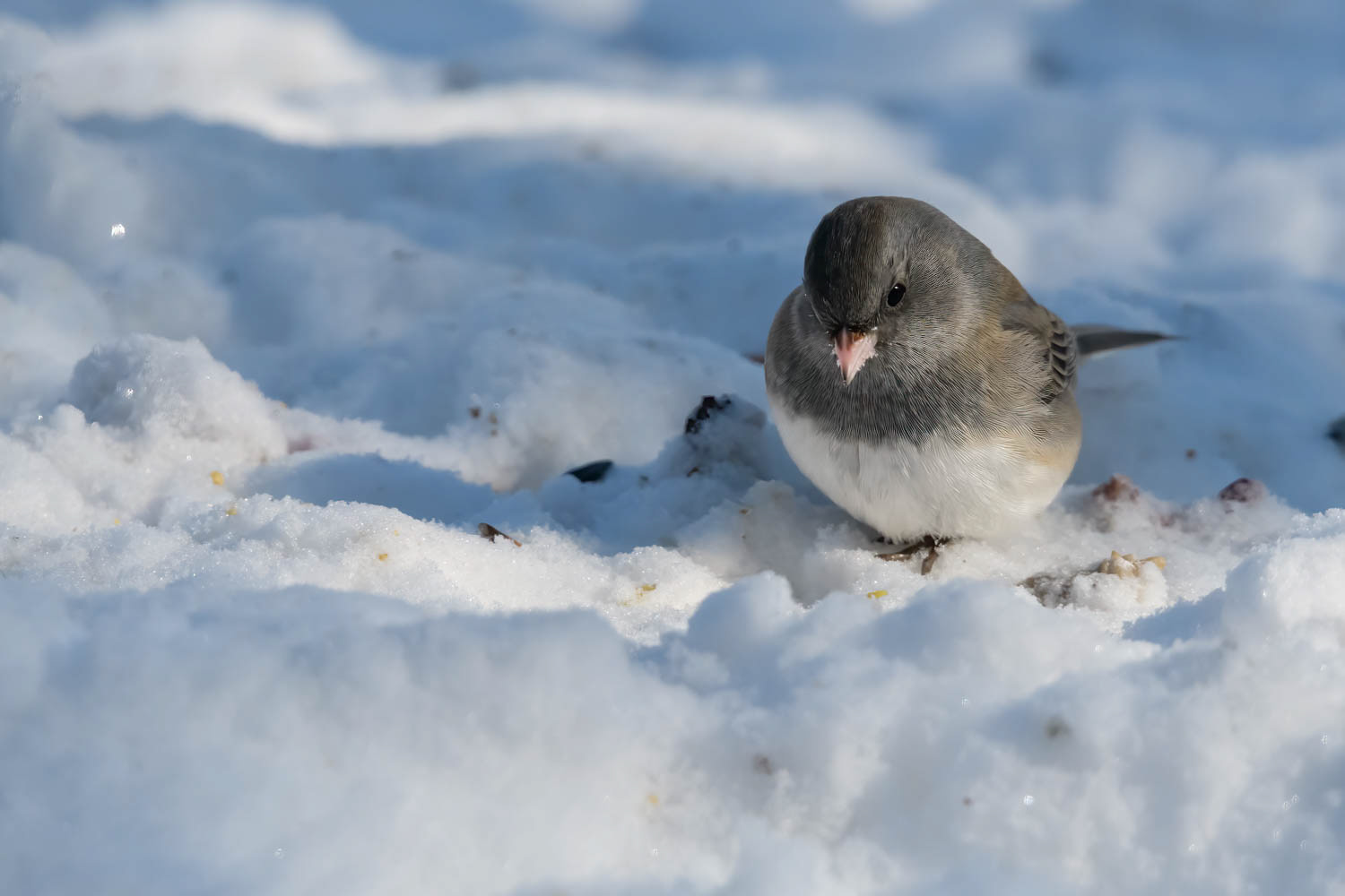 Oregon Junco