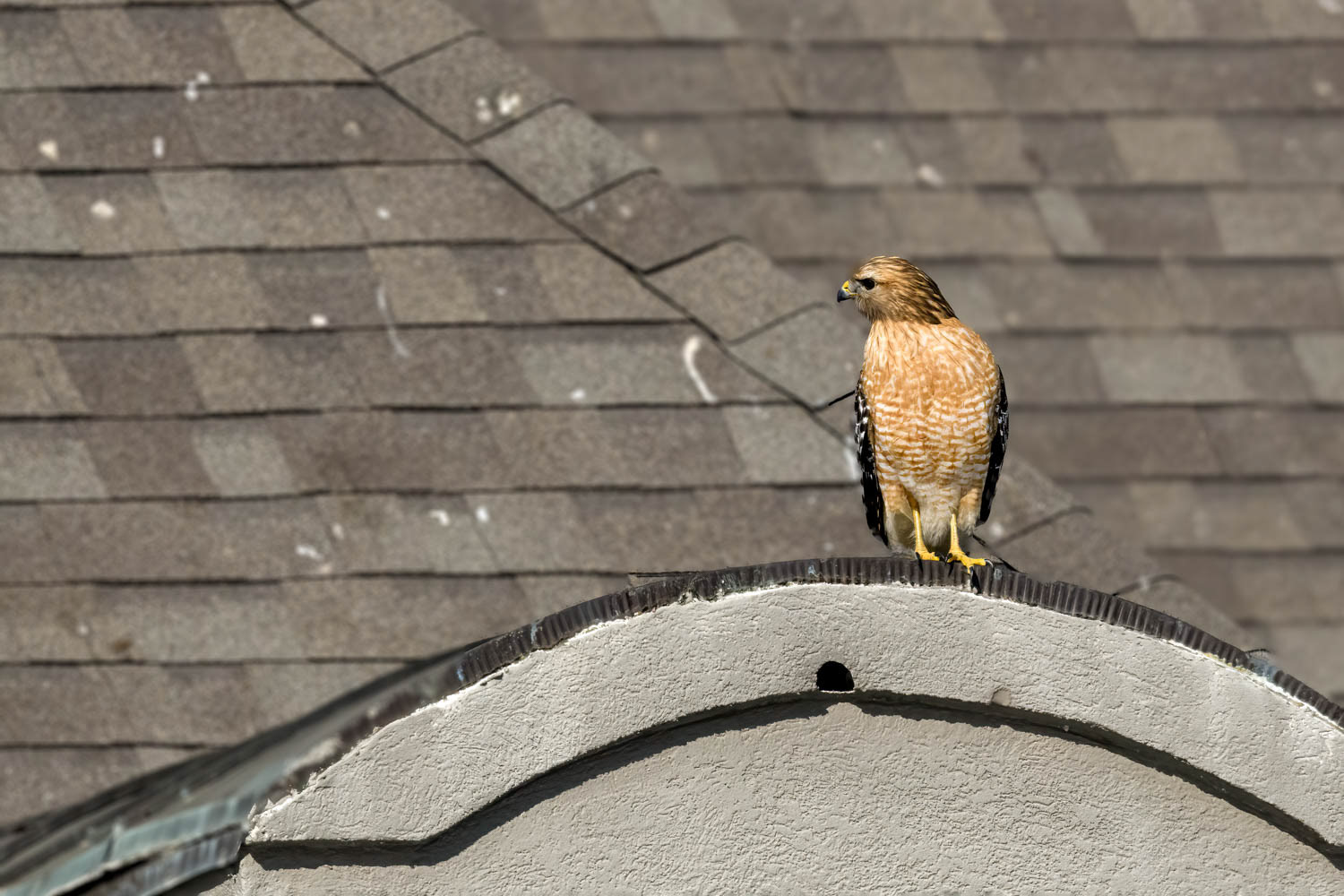 Red-shouldered Hawk