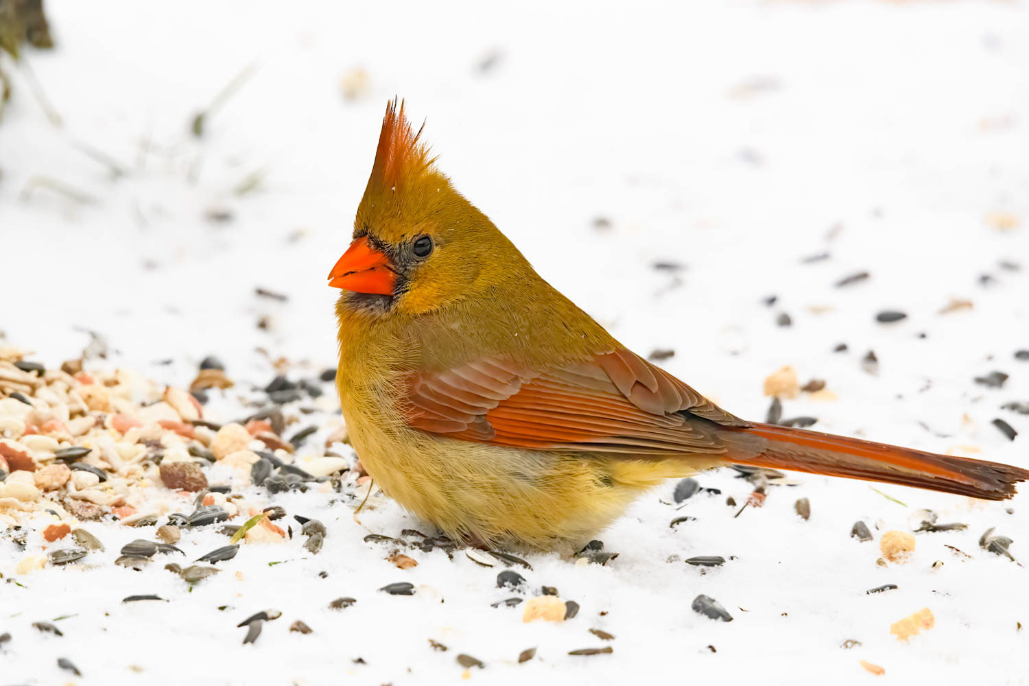Northern Cardinal-Female