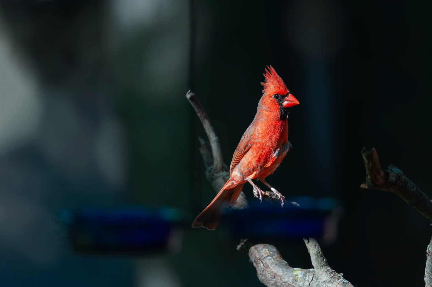 Northern Cardinal - Male