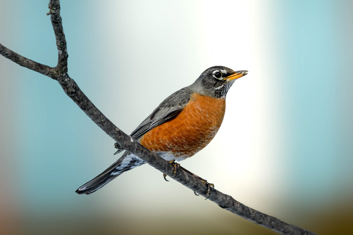 American Robin