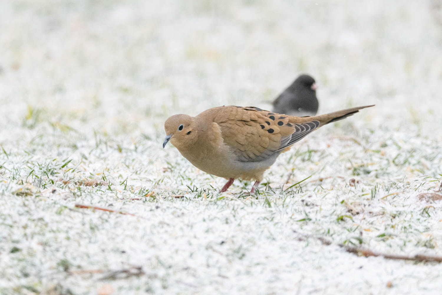 Mourning Dove
