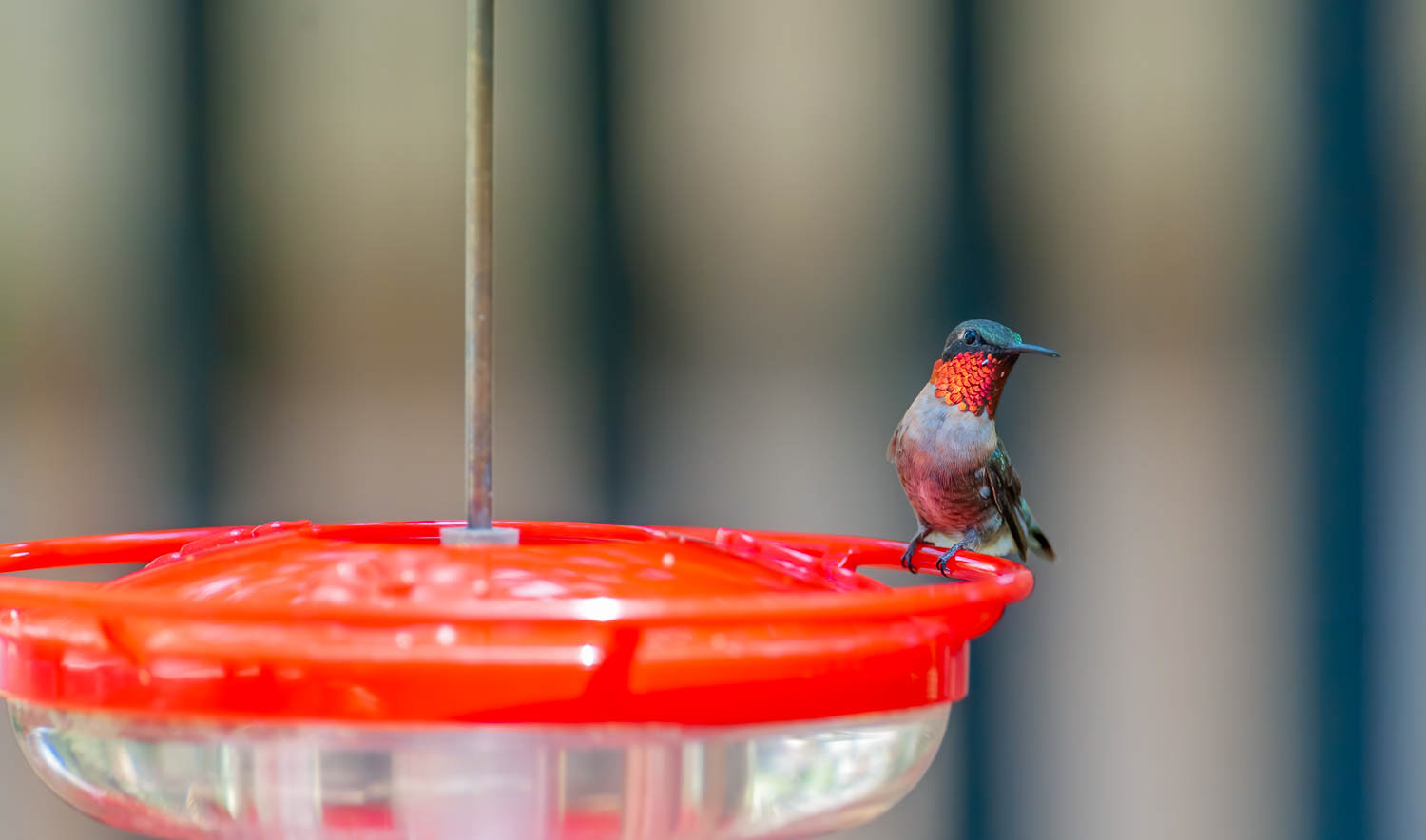 Ruby-throated Humming Bird