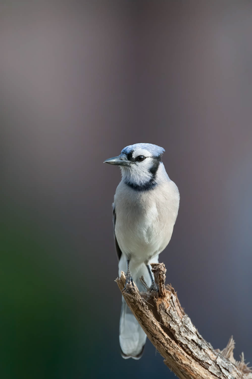Bluejay