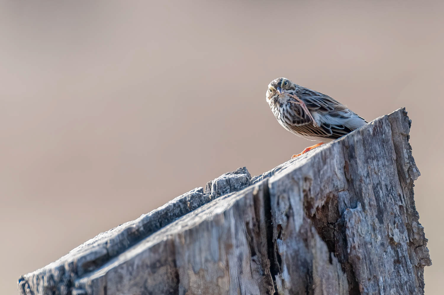 Savannah Sparrow