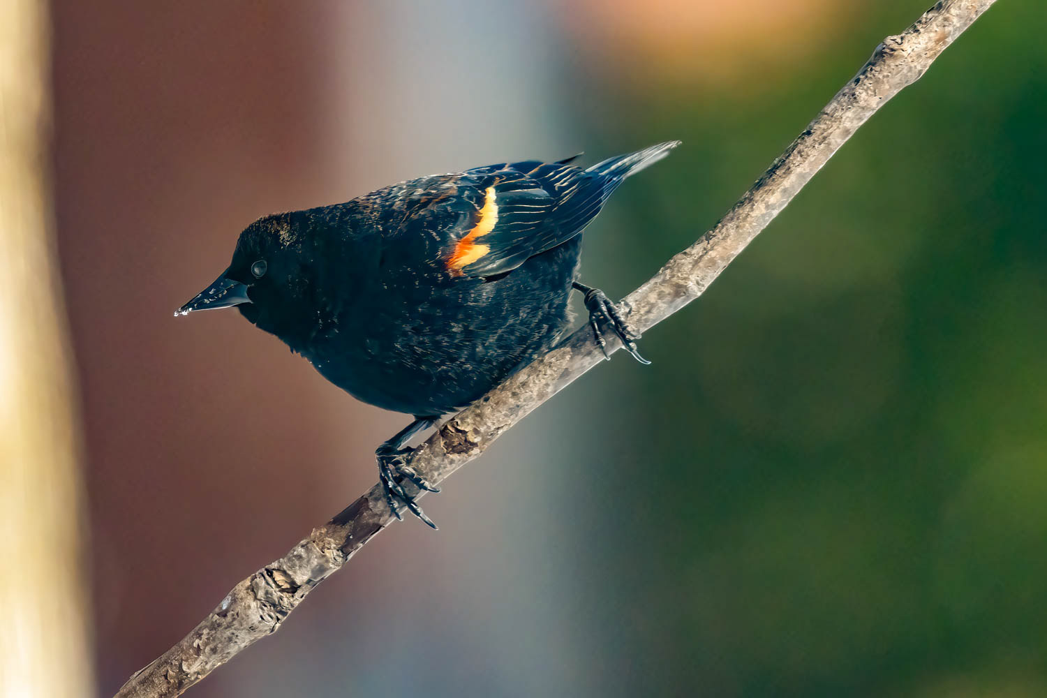 Red-winged Blackbird - Male