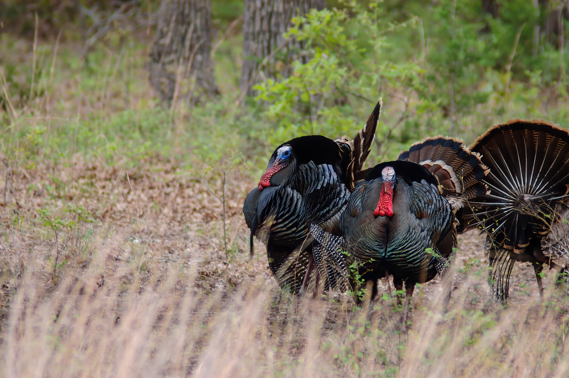 Wild Turkey