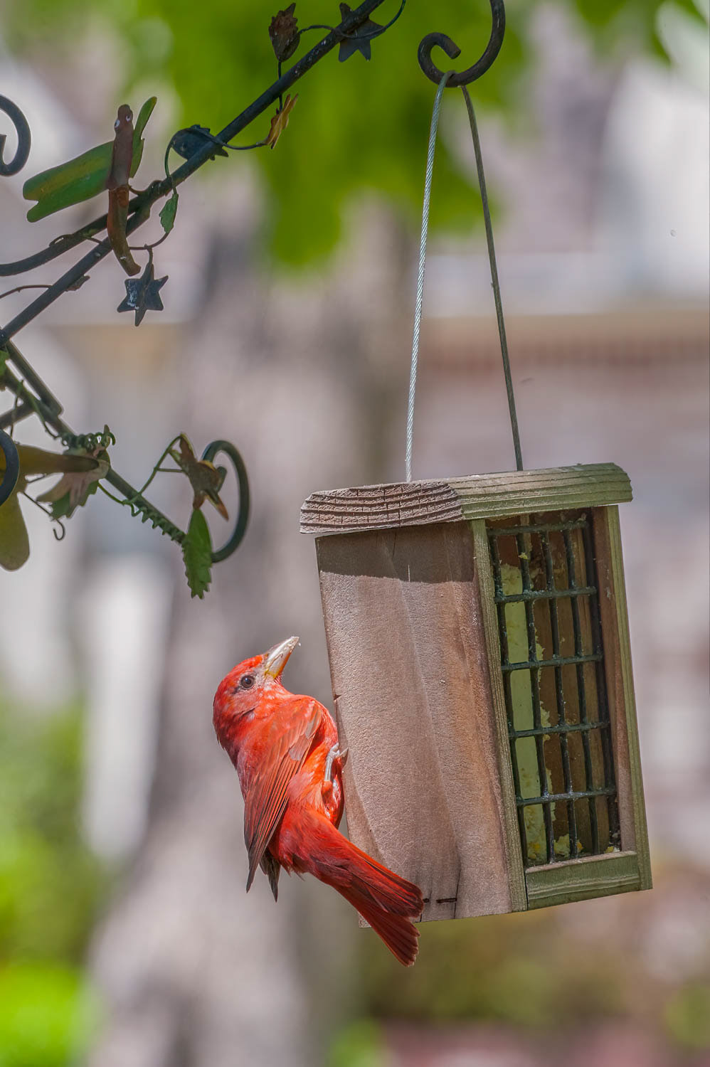 Summer Tanager-Male