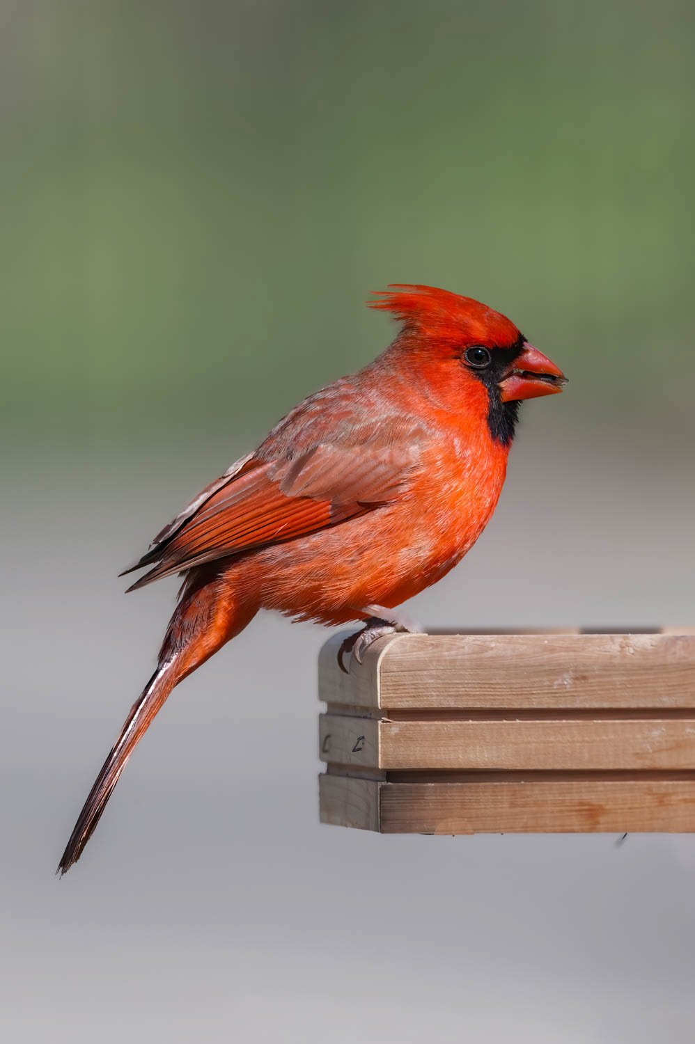Northern Cardinal - Male