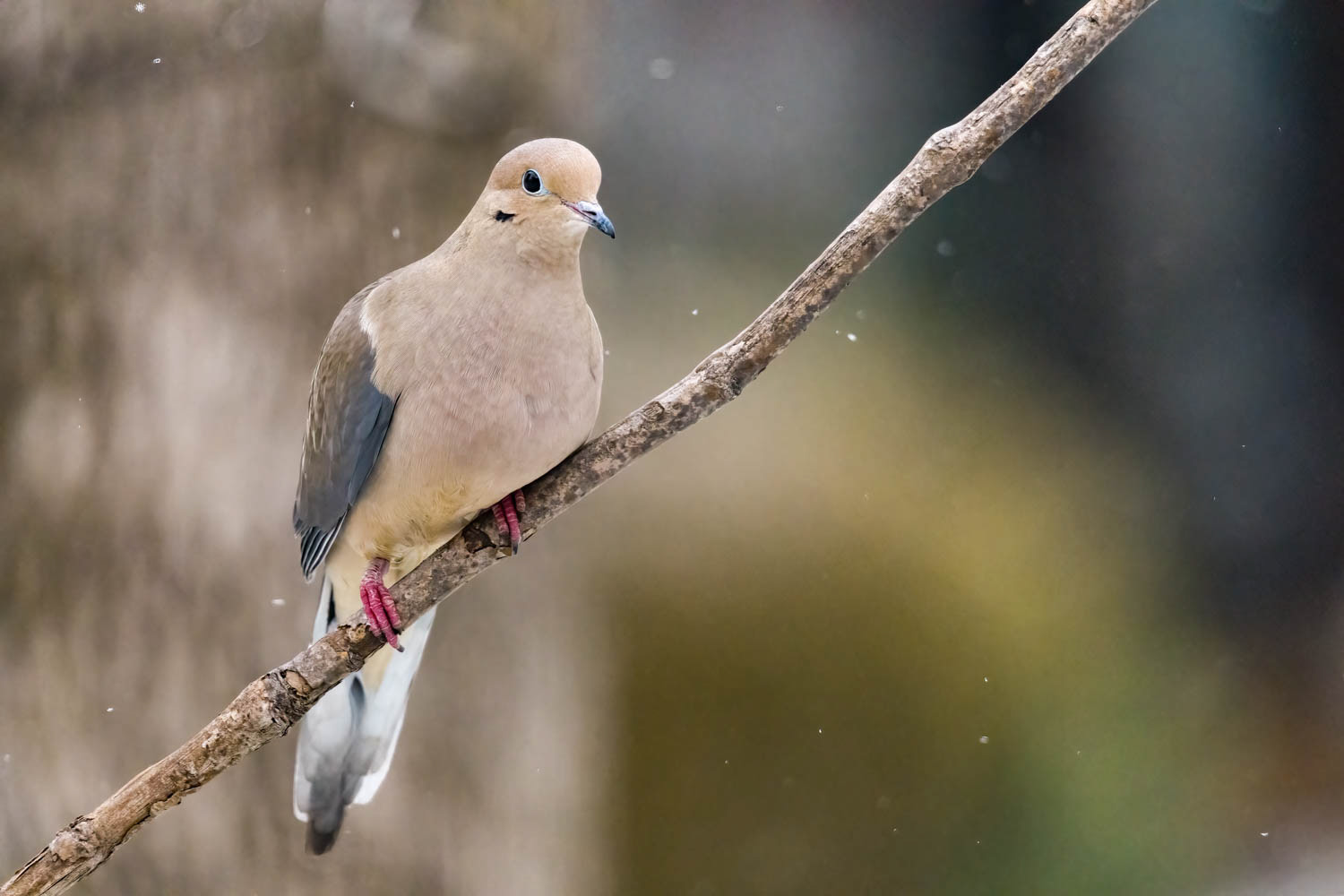 Mourning Dove