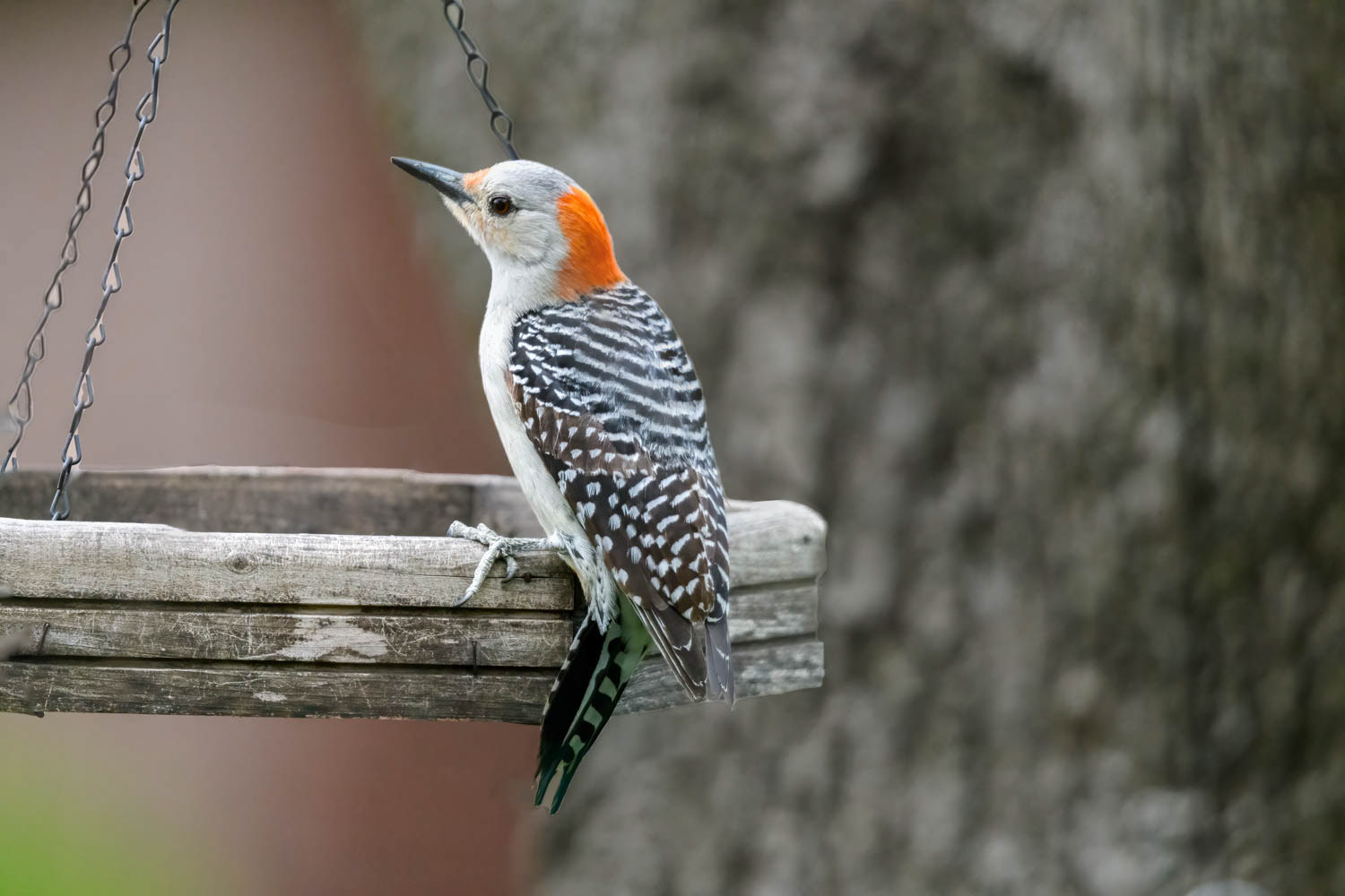 Red-bellied Woodpecker