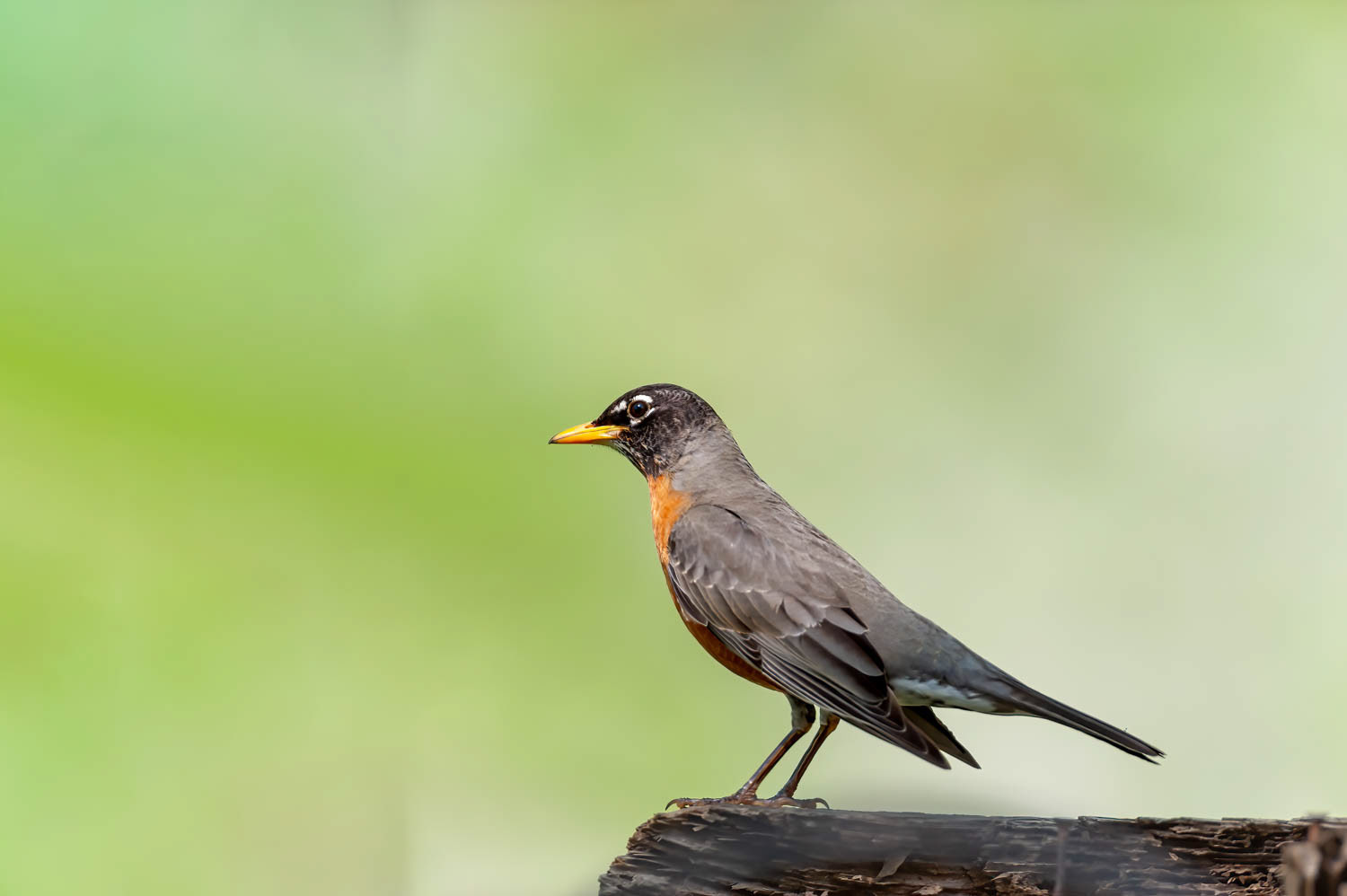 American Robin