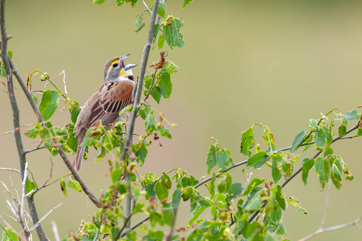 Dickcissel=Male
