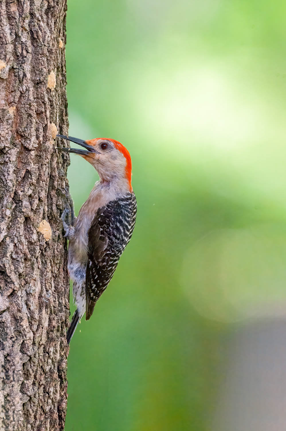 Red-bellied Woodpecker