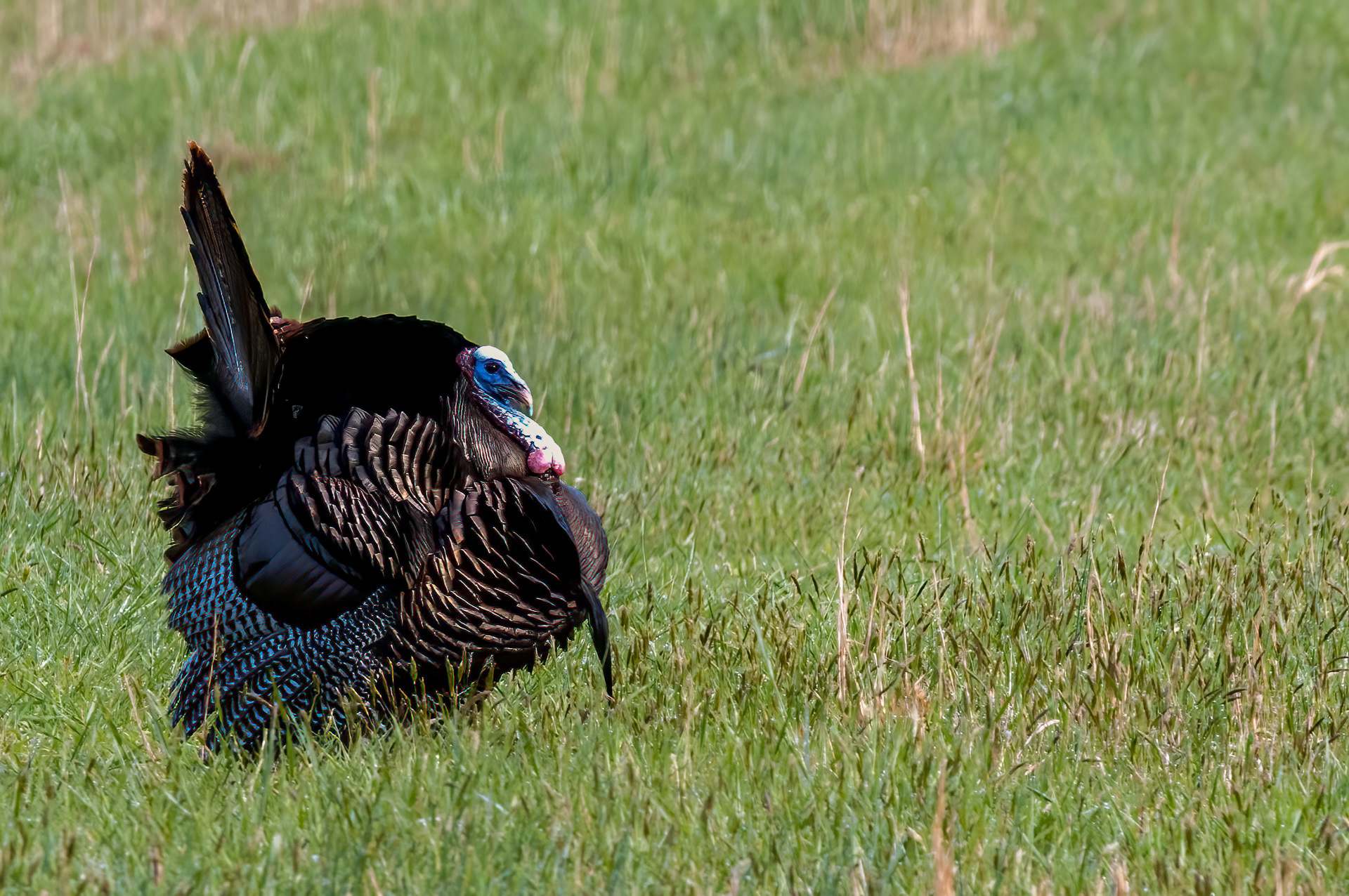 Wild Turkey