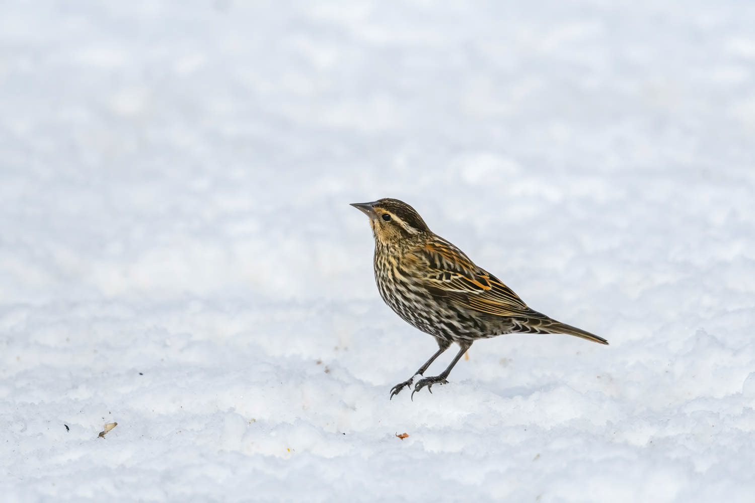 Red-winged Blackbird - Female