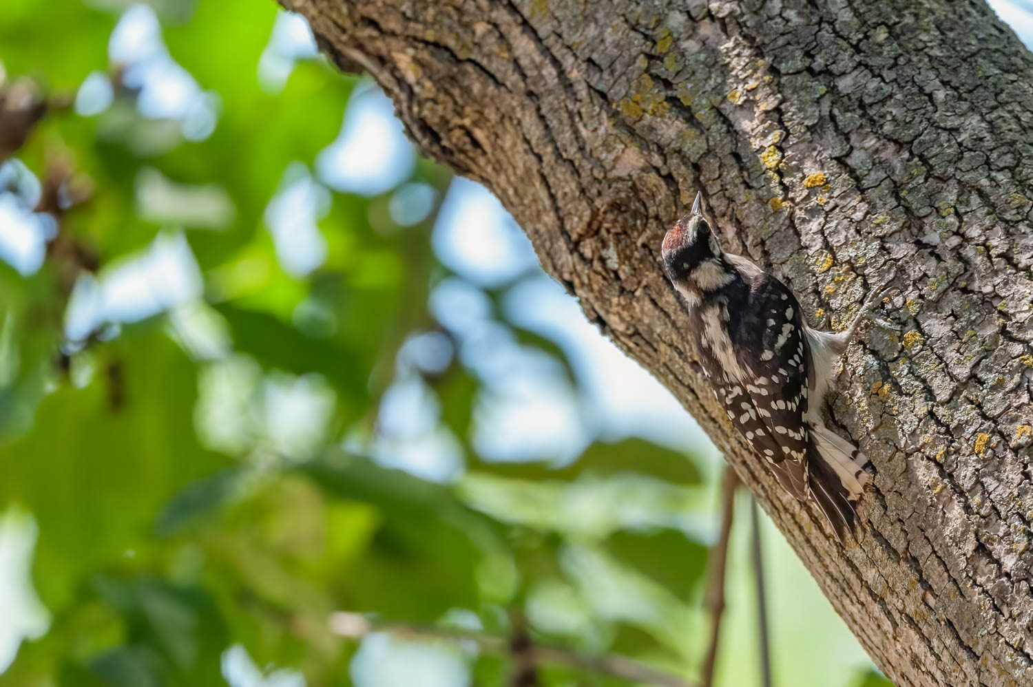 Downy Woodpeclers - Juvenile