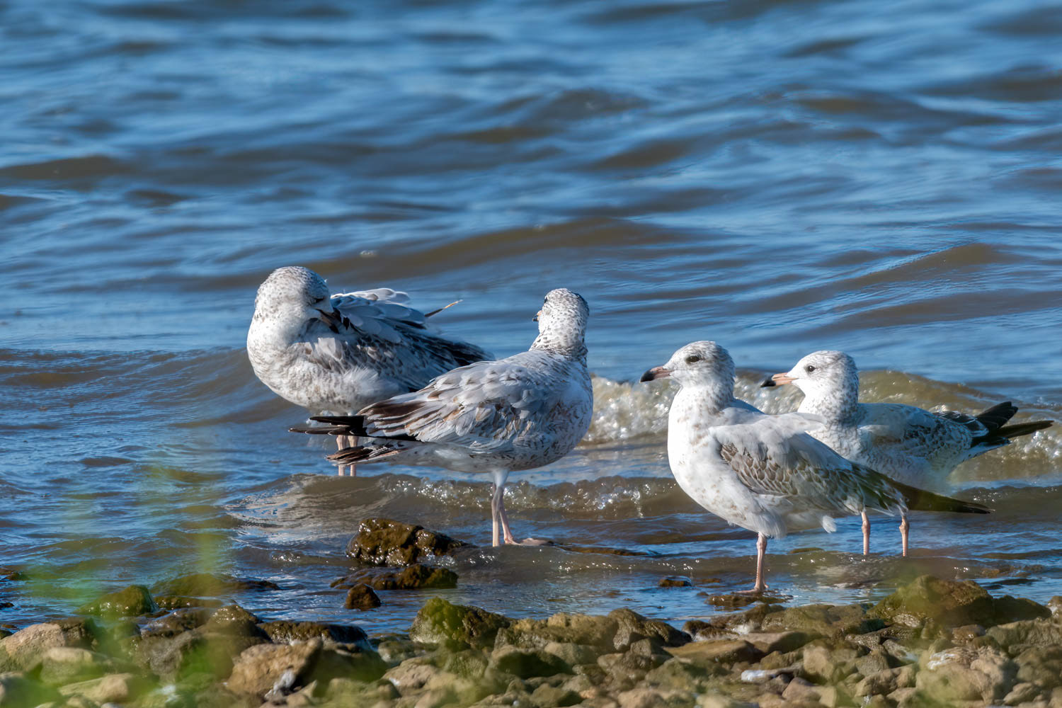 Ring-billed Gulls