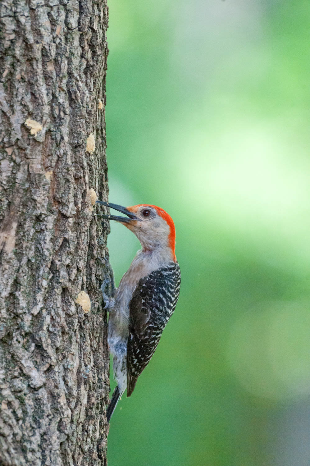 Red-bellied Woodpecker