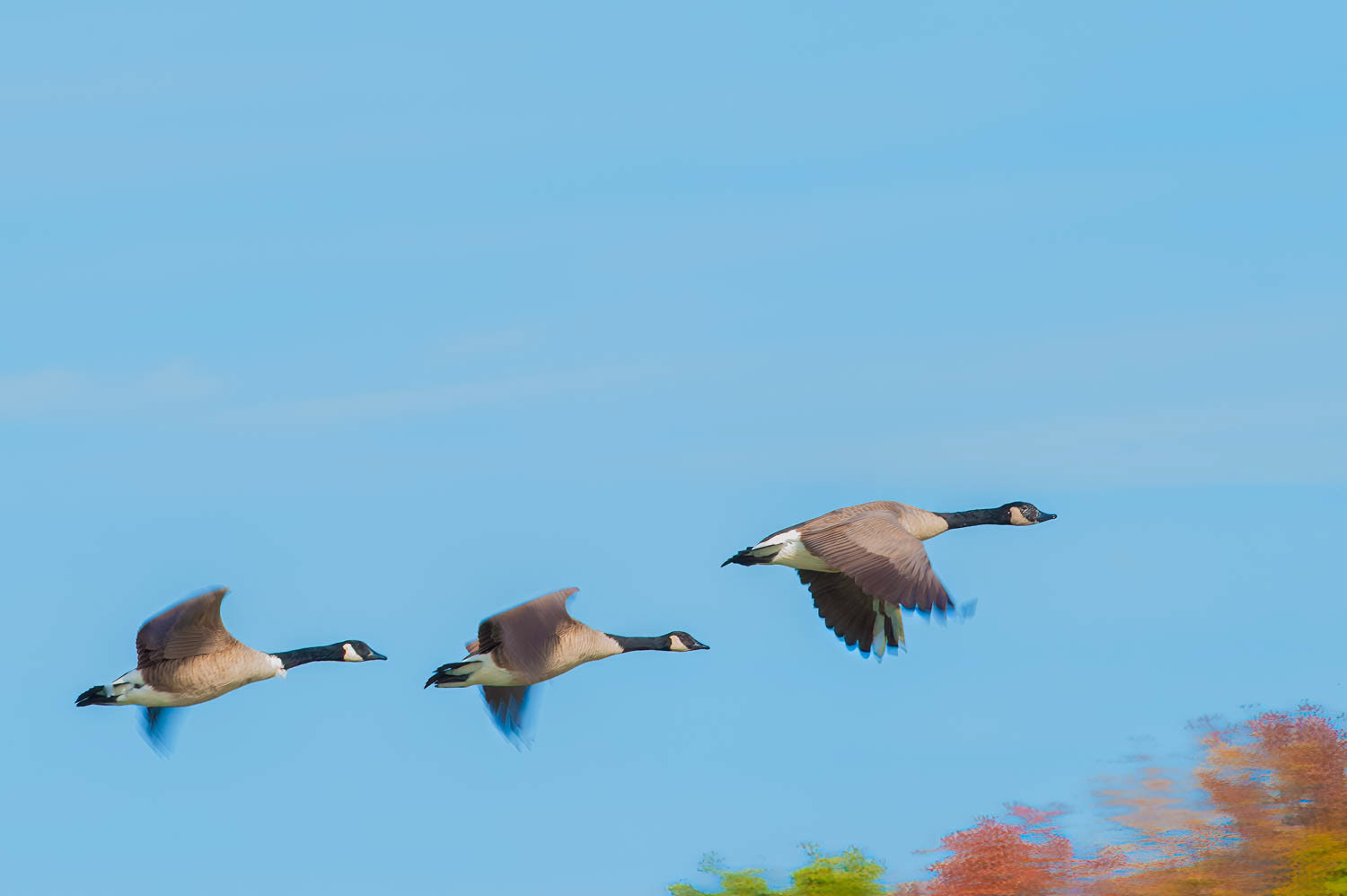 Canada Geese