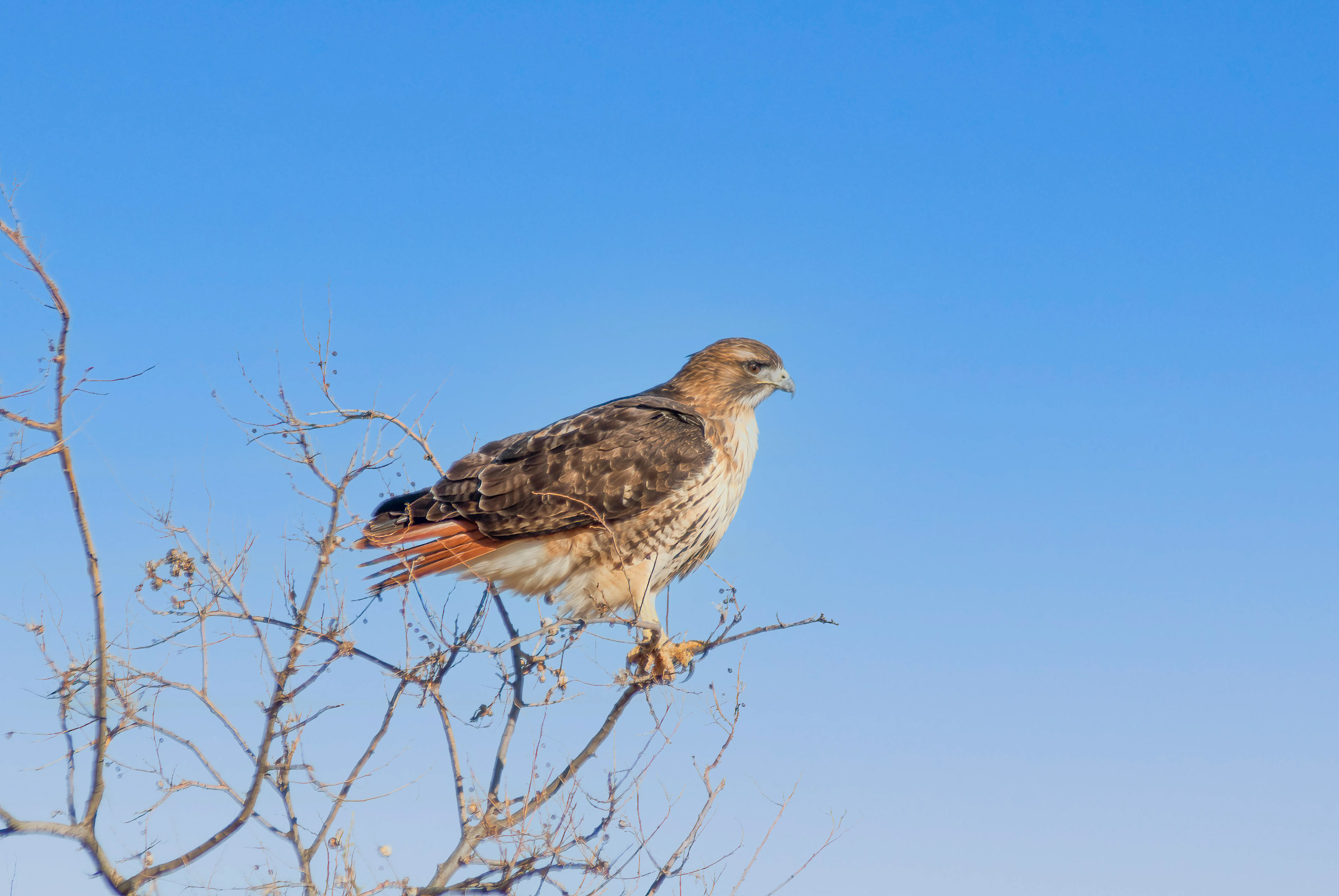 Red-tailed Hawk
