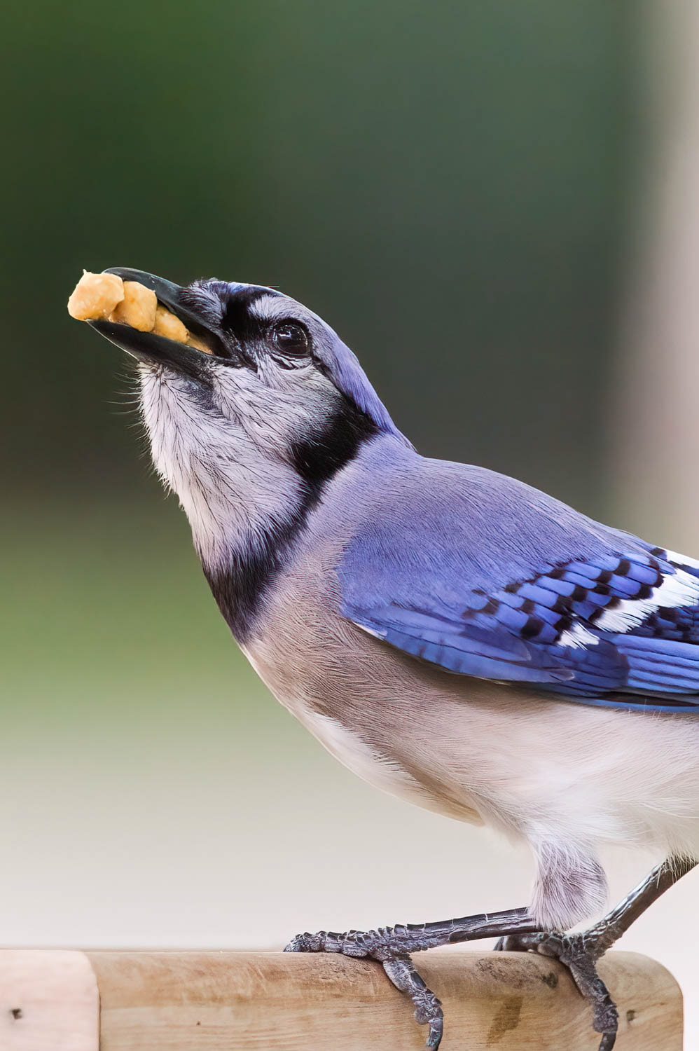 Bluejay