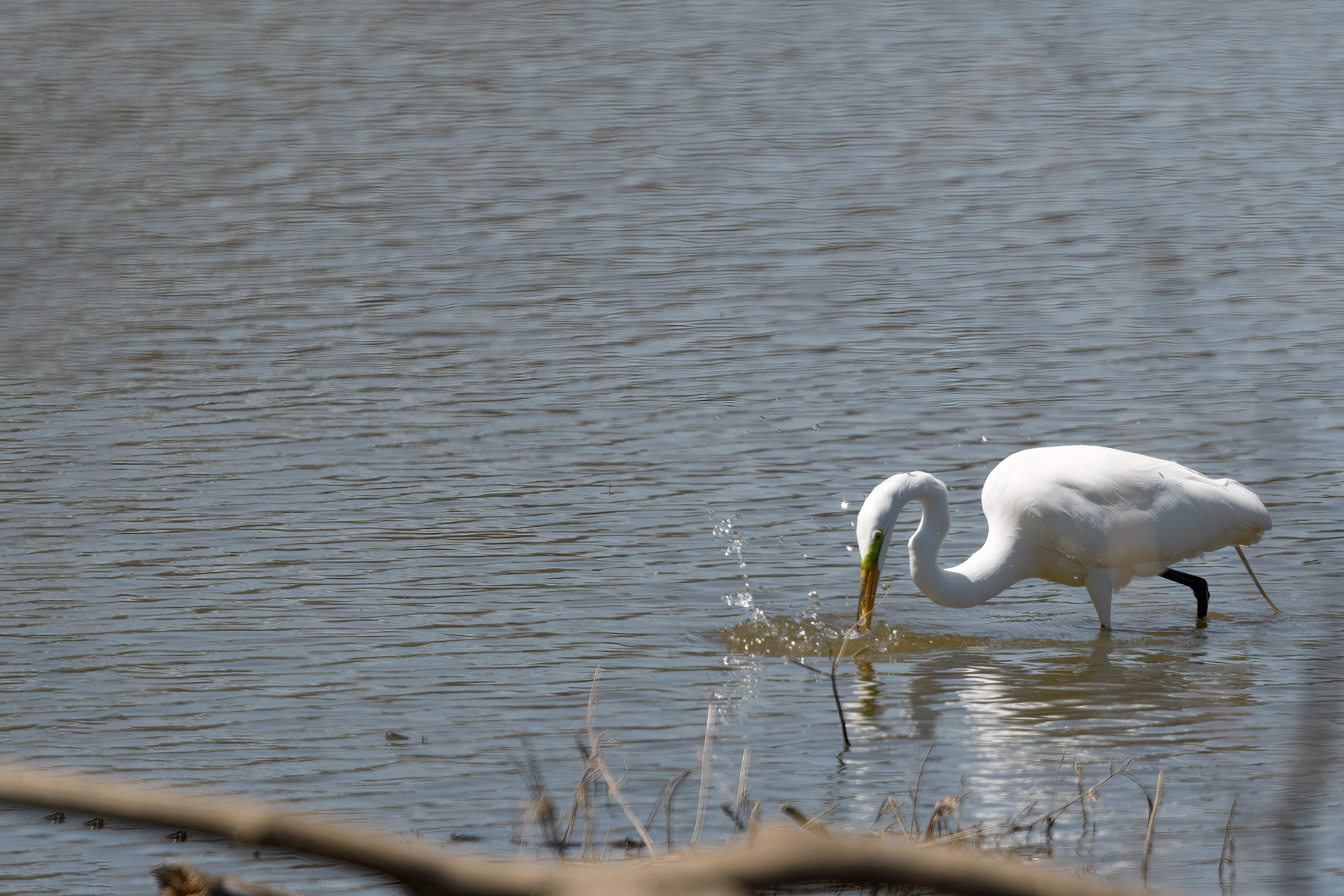 Great Egret