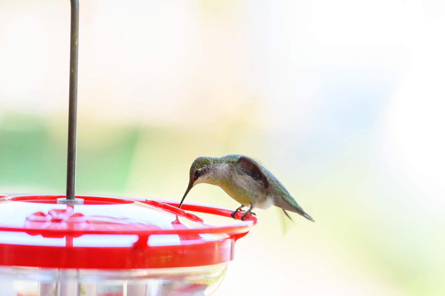 Ruby-throated Humming Bird