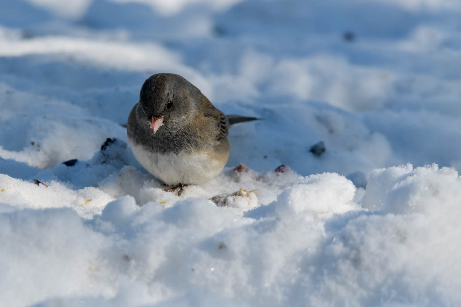 Oregon Junco