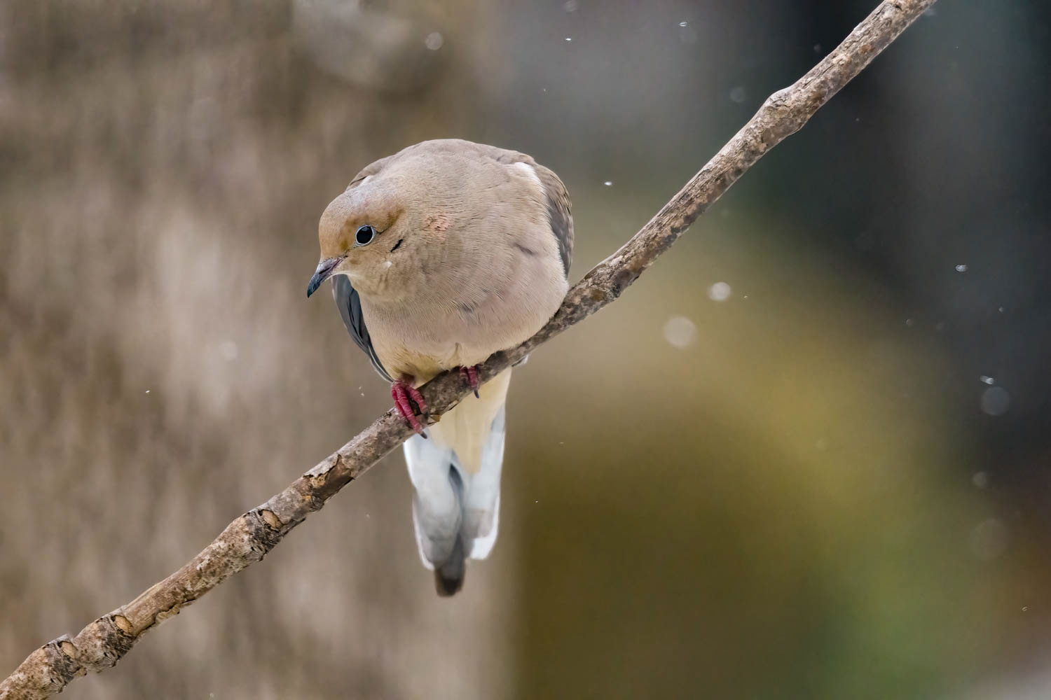 Mourning Dove