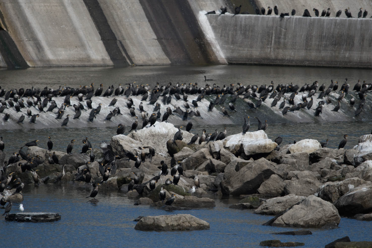 Double-crested Cormorant
