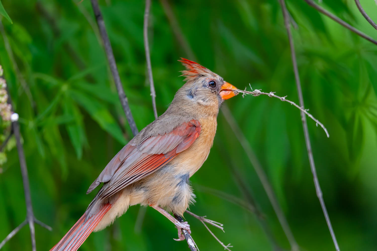 Northern Cardinal-Female