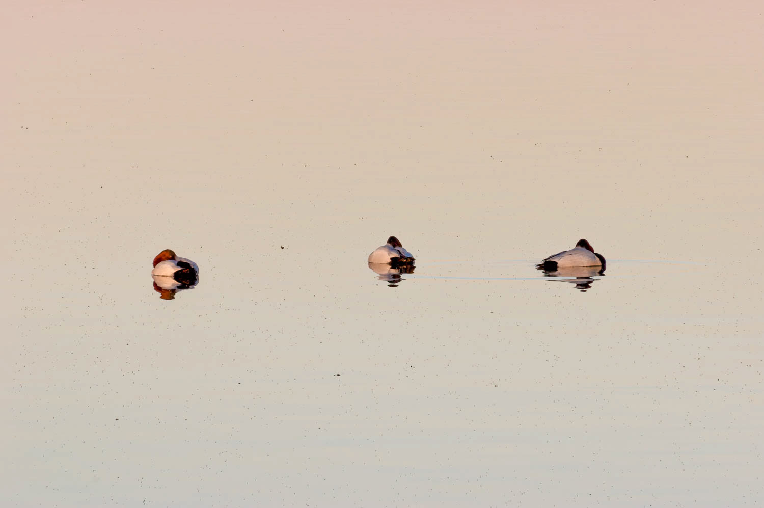 Canvasbacks