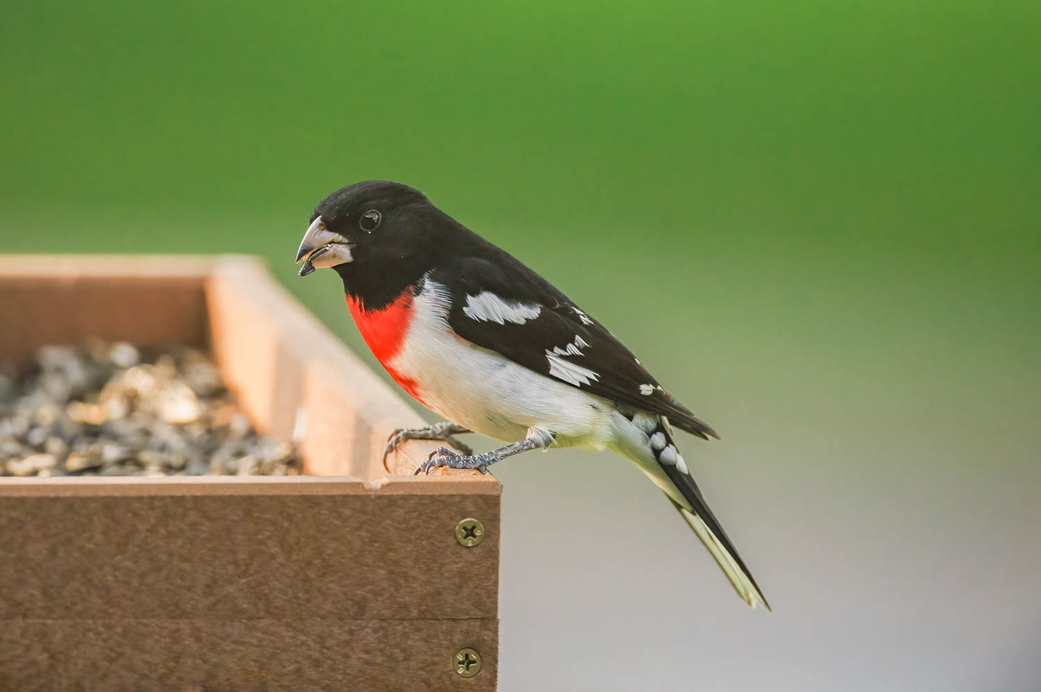 Rose-breasted Grosbeak-Male