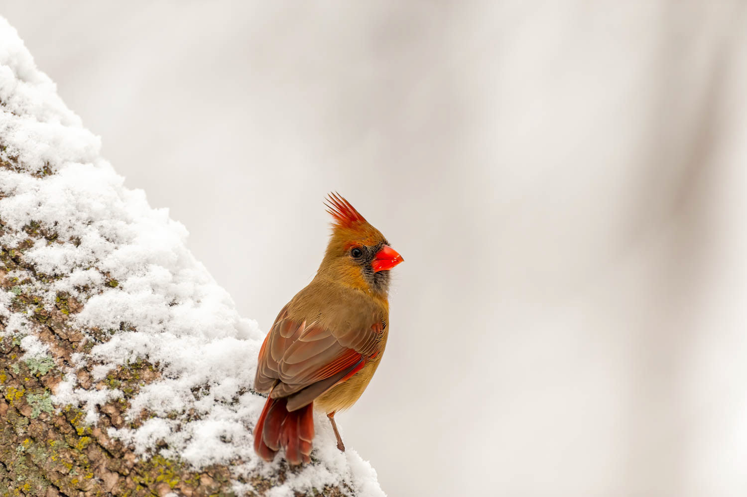 Northern Cardinal - Female
