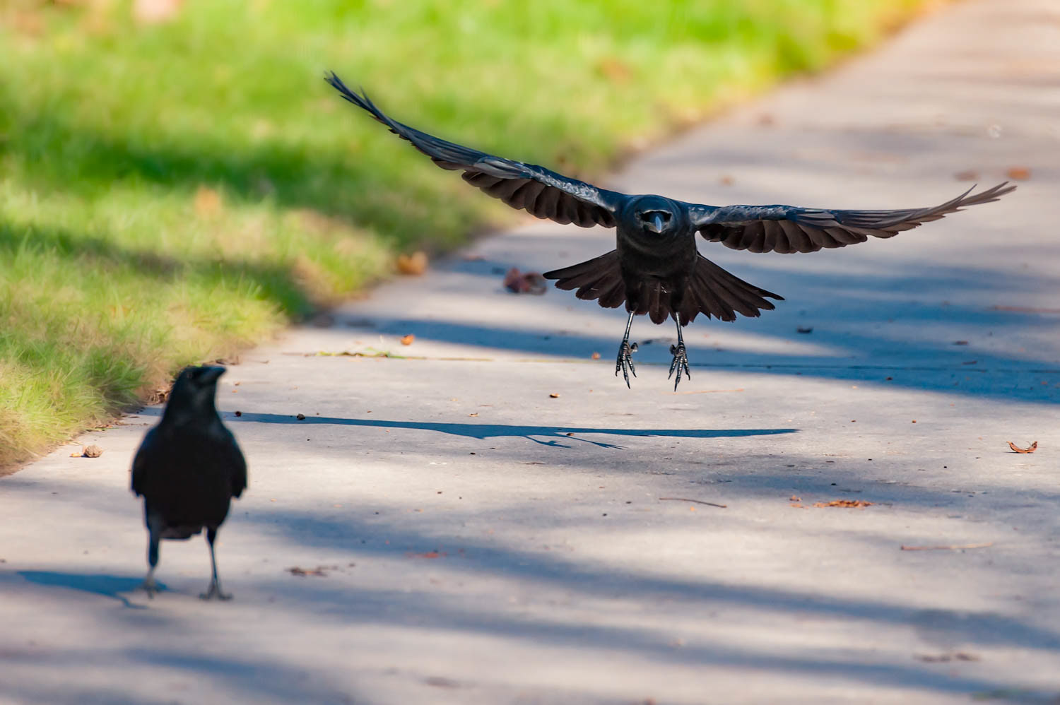 American Crows