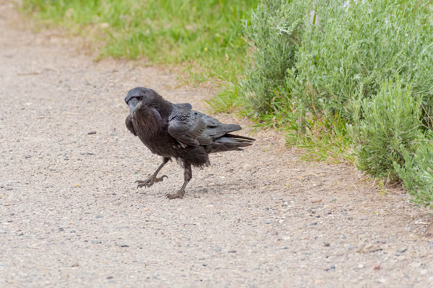 Common Raven