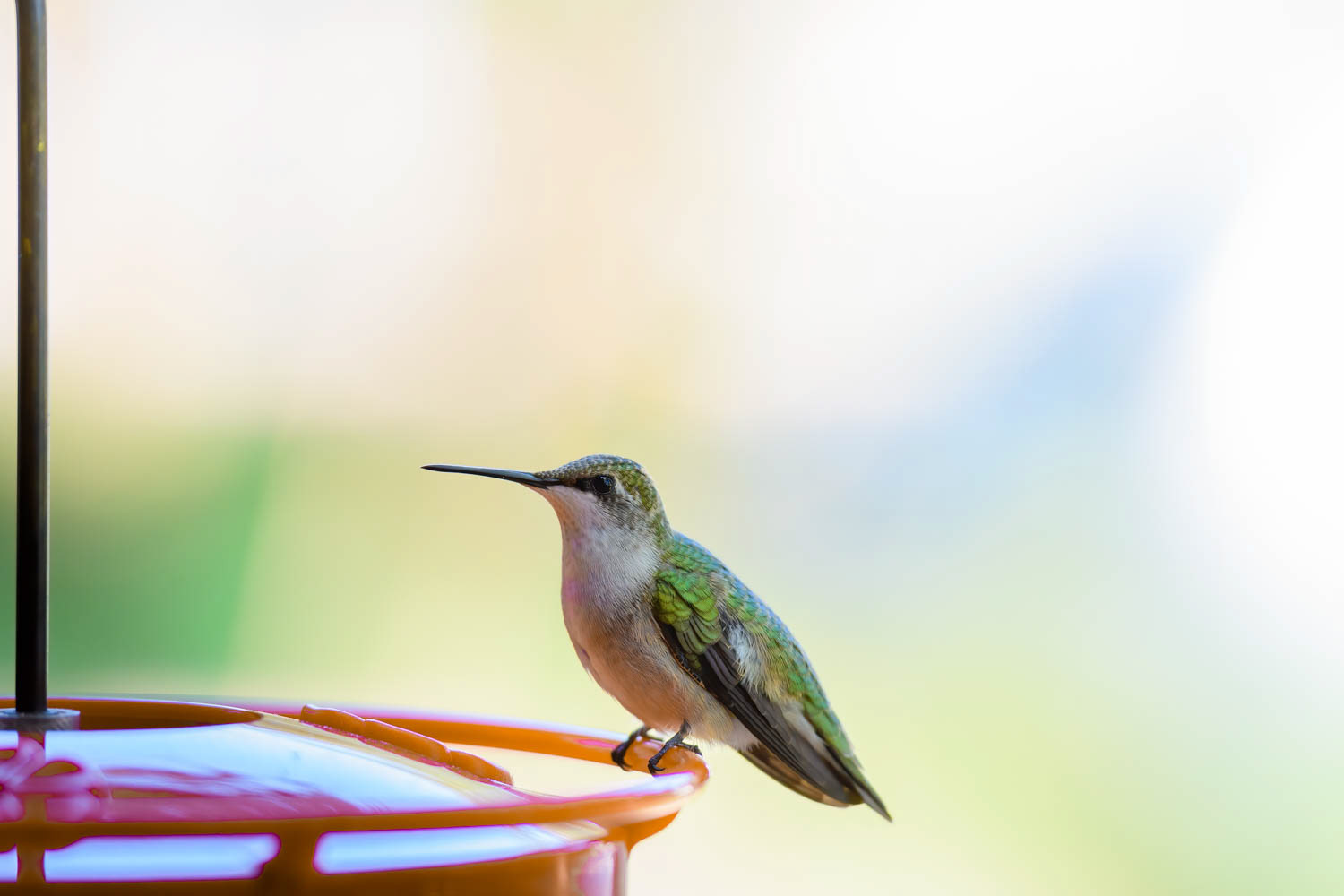 Ruby-throated Humming Bird