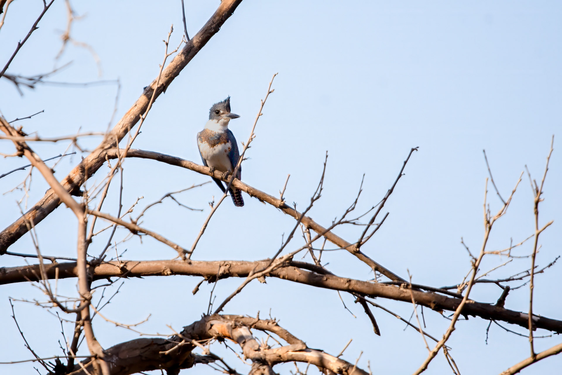 Belted Kingfishwe (Megaceryle alcyon)